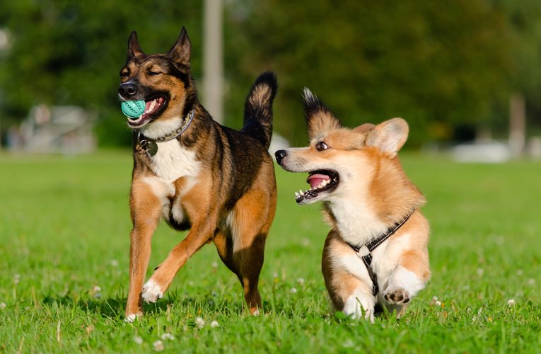 How to Make Sure Your Summer Party Is Dog-Friendly